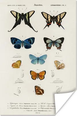 Produktbild von MuchoWow® Poster Schmetterling - Vintage - Insekten 120x180 cm - Kunstposter