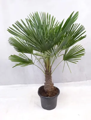 Produktbild von [Palmenlager] XL Trachycarpus fortunei - Winterharte Palme 170 cm - dicker Stamm 40 cm - Chinesische HAnfpalme