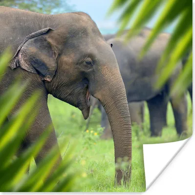 Produktbild von MuchoWow® Poster Elefant - Palme - Tiere 100x100 cm - Babyzimmer