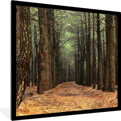 Produktbild von MuchoWow® Gerahmtes Poster Herbst - Dekoration - Wald 40x40 cm - Poster mit Schwarzem Bilderrahmen Wandposter Rahmen Foto Bilder - Mit Rahmen - Wanddekoration Schlafzimmer