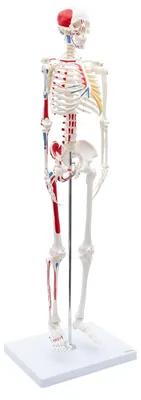 Mini-Skelett 85 cm mit Muskelbemalung, Anatomiemodell