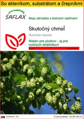 Obrázok produktu pre SAFLAX Kultivačný set - skutočný chmeľ - Humulus lupulus - 50 Semená - S mini skleníkom, pestovateľským substrátom a 2 črepníkmi