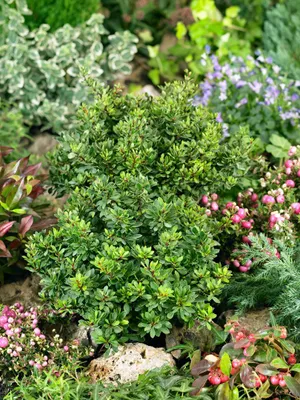 Produktbild von Berberis thunbergii 'Kobold', Heckenberberitze, kompakt, 25–30 cm