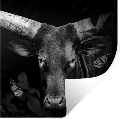 Produktbild von MuchoWow® Wandtattoo Wandsticker Wandaufkleber Tiere - Kuh - Dschungel - Schwarz - Weiß 80x80 cm Selbstklebend und Repositionierbar - Wierderverwendbar - Selbstklebend