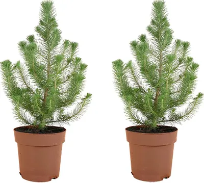 Produktbild von 2x Pinus Pinea Silver Crest P17 H50