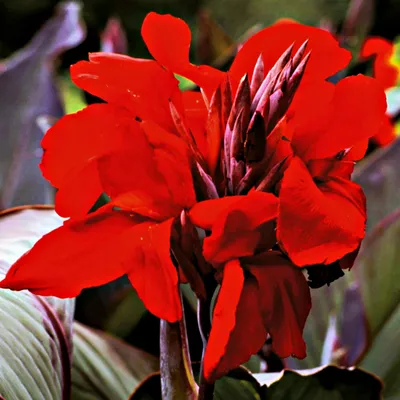 Immagine prodotto di Canna Kanna Paciorecznik Evening Star Rossa 1 pz. piantine di canna