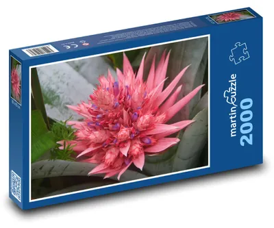 Produktbild von Puzzle 2000 Bromelie - Zierpflanze, Blume - martinpuzzle