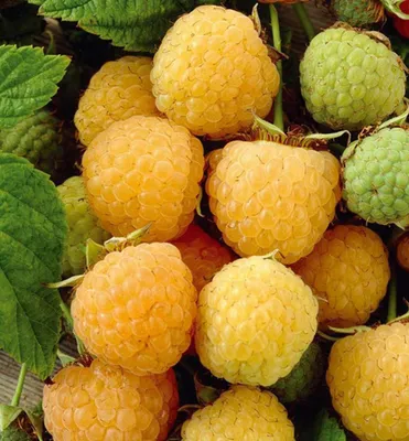 Produktbild von Gelbe Himbeere ´FALLGOLD´ 40-50 cm, Cont. 2 l