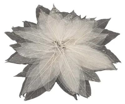 Produktbild von Magnolienblattskelette, 50 Stk.