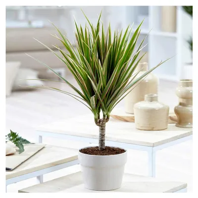 Produktbild von Drachenbaum aus Madagaskar - Tropische Dracaena im 13 cm Topf für Zuhause oder Büro