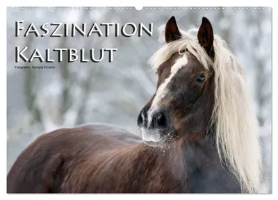 Produktbild von Faszination Kaltblut (Wandkalender 2027 DIN A2 quer), CALVENDO Monatskalender