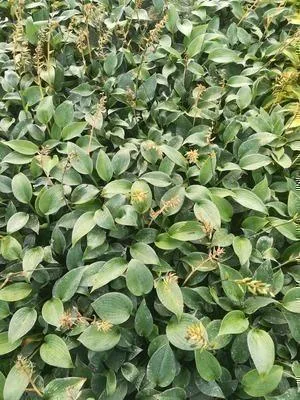Immagine prodotto di 6 x Hosta hybr. 'Canadian Blue' - Hosta - vaso 9 x 9 cm