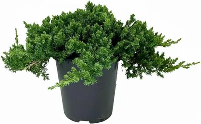 Produktbild von Juniperus procumbens 'Nana', Kriech-Wacholder, 20–25 cm