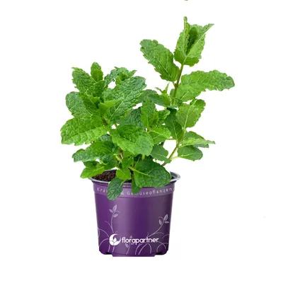 Produktbild von Hugo Cocktail Minze         Mentha spicata