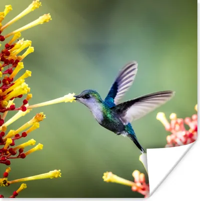 Produktbild von MuchoWow® Poster Purpurkronige Waldnymphe im Nationalpark von Costa Rica 50x50 cm - Wohnzimmerdekoration