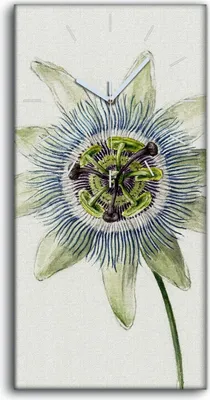 Produktbild von Leinwand Wanduhr Wandkunst Uhr 30x60 Zeichnung Florale Blumen Pflanzen Kunst - weiße Hände