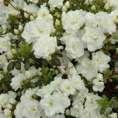 Zdjęcie produktu dla Azalia krzew Rhododendron obtusum - Azalia japońska Schneeperle 1 szt.
