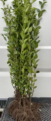 Produktbild von 10 x Ovalblättriger Liguster - Ligustrum ovalifolium | 90-120 cm wurzelnackt