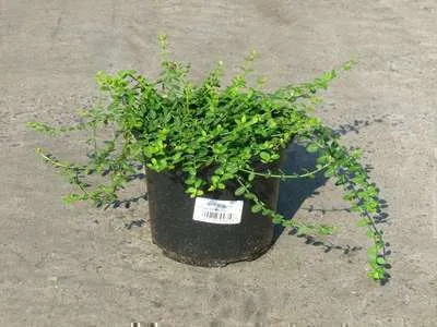 Immagine prodotto di Euonymus fort. 'Minimus' - Fusto di tappeto Minimus tronco 20- 25 cm contenitore