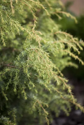 Produktbild von Juniperus communis 'Schneverdinger Gold Machangel', goldgelb, 40–60 cm