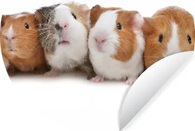 Produktbild von MuchoWow® Runde Wandtattoo - Wandsticker Tapete Aufkleber Fünf Meerschweinchen in einer Reihe Ø 30 cm Selbstklebend und Repositionierbar - Wandaufkleber - Kreis - Wandbild - Fototapete - Selbstklebend - Dekoration - Wandschmuck - Schlafzimmer