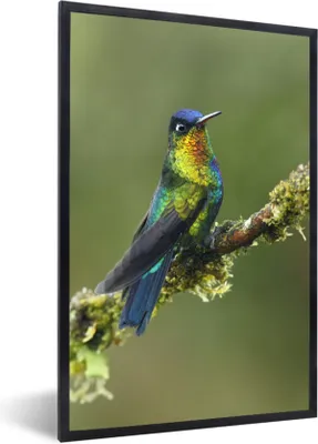 Produktbild von MuchoWow® Gerahmtes Poster Vogel - Kolibri - Farben 60x90 cm - Poster mit Schwarzem Bilderrahmen Wandposter Rahmen Foto Bilder - Kunst