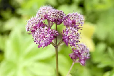 Produktbild von Große Sterndolde Primadonna, im Topf - Astrantia major