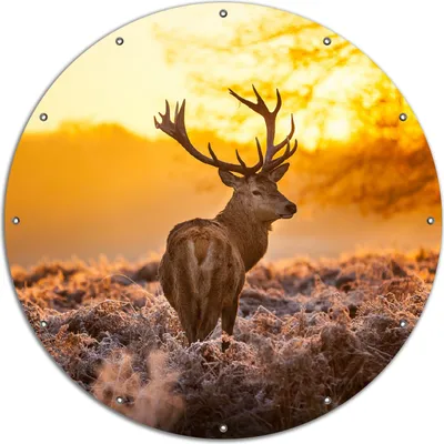 Produktbild von Wallario rundes Outdoor-Poster für Garten oder Balkon, Motiv stattlicher Rothirsch im Morgengrauen, 120 cm Durchmesser
