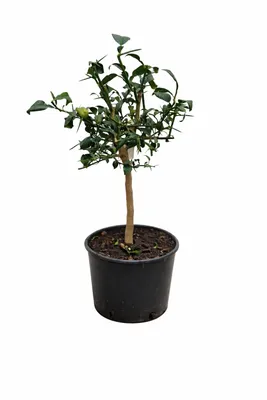 Obrázek produktu pro Rostlina yuzu (Citrus x junos), 70–100 cm, mrazuvzdorná do -12 °C, roubovaná, mrazuvzdorný japonský citron, citrusová rostlina, do zahrady i na balkon