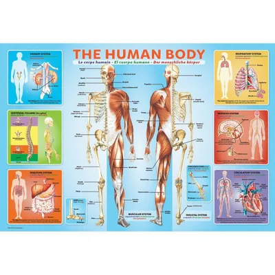 Produktbild von The Human Body 200-Piece Puzzle