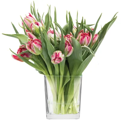 Immagine prodotto di Omgoods - Vaso in vetro trasparente per fiori e piante
