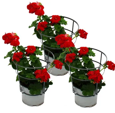 Produktbild von Geranien hängend - Pelargonium peltatum - 12cm Topf - Set mit 3 Pflanzen - dunkelrot