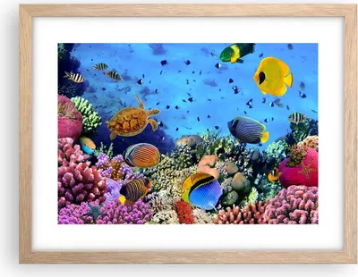 Produktbild von Gerahmtes Poster - Rahmen in heller Eiche - Korallenriff - 40x30 cm - Wand Bild - Wanddeko - Wandbilder - Kunstposter - Wandposter - Bilderrahmen - Bilder - Kunstdruck - Wandbild - P2NAA40x30-3569
