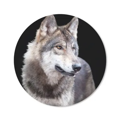 Produktbild von MuchoWow® Mauspad Mousepad Grauer Wildwolf 30x30 cm - Mousepads - Maus Mat - Pad - Mausunterlage - Tischunterlage - Schreibtischmatten