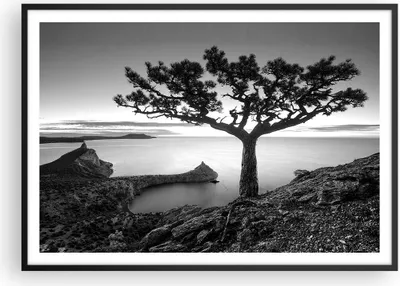 Produktbild von Gerahmtes Poster - Schwarzer Rahmen - Baum Schwarzweiß Ansicht - 100x70 cm - Wand Bild - Wanddeko - Wandbilder - Wandposter - Bilderrahmen - Bilder - Kunstdruck - Wandbild - P2BAA100x70-4297
