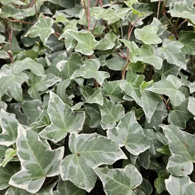 Image de Hedera helix 'Glacier' - Lierre panaché - 24 plants - Ø10-25cm - Ø9cm - Plante