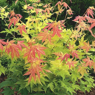 Image de Érable palmé - Acer palmatum 'Orange Dream' | 50-60 cm en conteneur