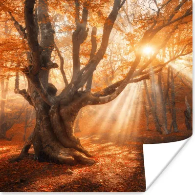 Produktbild von MuchoWow® Poster Baum - Natur - Herbst 100x100 cm - Babyzimmer
