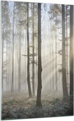 Produktbild von Bilder auf glas - Einteilig - Wald Baum Natur - 70x100cm - Glasbilder - Wandbilder - Bilder - zum Aufhängen bereit - Wanddekoration aus Glas - Glas Bilder - Wandbild auf Glas - GPA70x100-3749