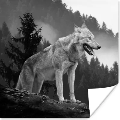 Produktbild von MuchoWow® Poster Wolf - Wald - Schwarz - Weiß 50x50 cm - Wohnzimmerdekoration