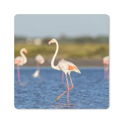 Produktbild von MuchoWow® Mauspad Mousepad Eine Gruppe von Flamingos im Wasser 30x30 cm - Mousepads - Maus Mat - Pad - Mausunterlage - Gaming