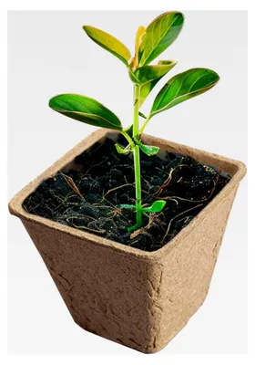 Produktbild von Kompostierbare Pflanzentöpfe für den Gartenanbau