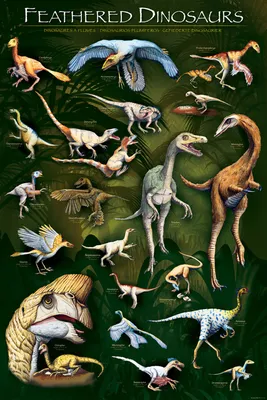 Produktbild von Educational - Bildung - gefiederte Dinosaurier - Lernposter 61x91,5 cm