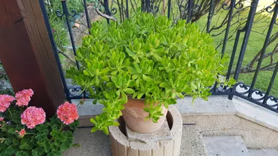 Image de Sedum praealtum ssp. Praealtum / Orpin