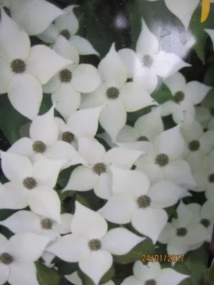 Produktbild von Cornus kousa Summer Sky Tree - Blumenhartriegel Summer Sky Tree 100-125cm