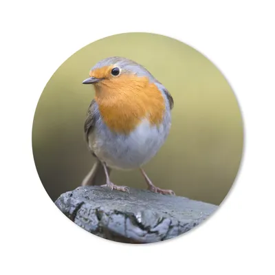 Produktbild von MuchoWow® Mauspad Mousepad Pfahl - Rotkehlchen - Natur 20x20 cm - Mousepads - Maus Mat - Pad - Mausunterlage - Schreibtischmatte
