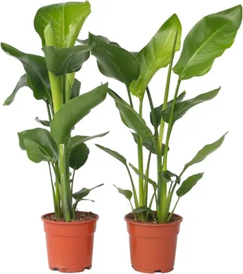 Zdjęcie produktu dla Strelicja - 2 szt - Strelitzia nicolai - Wysokość 55-70cm - ⌀17cm
