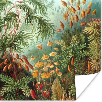 Produktbild von MuchoWow® Poster Alte Meister - Kunst - Muscinae - Haeckel 75x75 cm - Wand Dekoration