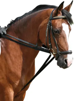 Productafbeelding van Riem lussen - Bevestigingshaken - Paardrijden - Snelle bevestiging - 1 stuk - Zwart