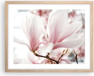 Produktbild von Gerahmtes Poster - Rahmen in heller Eiche - Zweig Magnolie Blume - 50x40 cm - Wand Bild - Wanddeko - Wandbilder - Kunstposter - Wandposter - Bilderrahmen - Bilder - Kunstdruck - P2NAA50x40-4538